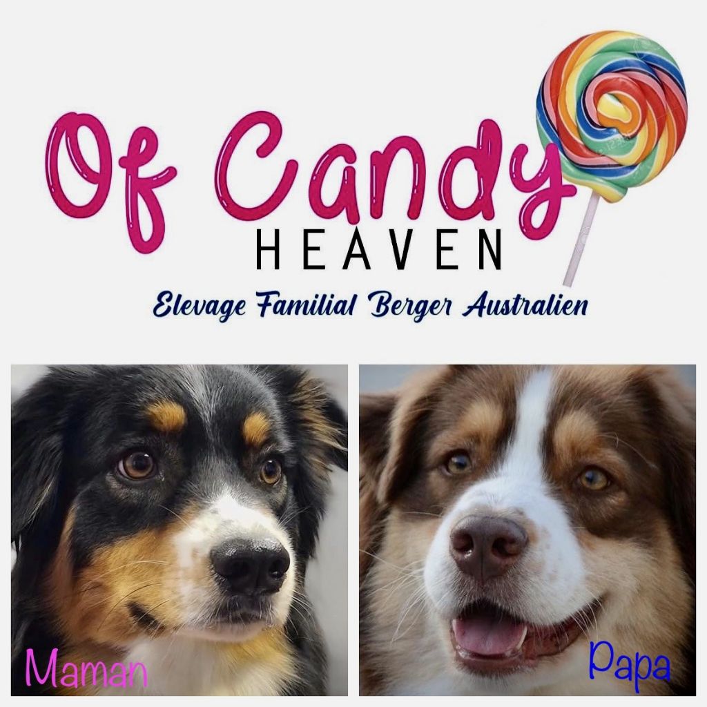 chiot Berger Australien Of Candy Heaven